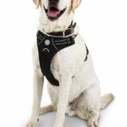Petco Front Walking Mesh Reflective Dog Harness Vest, Adjustable, Assorted Sizes, Black