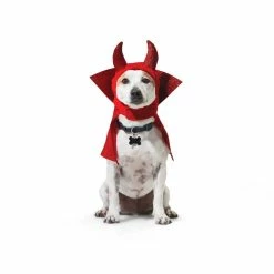 Petco Halloween-Devil Costume 11 Petco Halloween-Devil Costume -PETCO Discount Store petco halloween devil costume s m 97e6588b 5337 455c 8204 09d14f861210