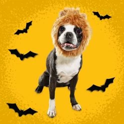 Petco Mane Reign Lion Pet Headpiece Halloween Costume 13 Petco Mane Reign Lion Pet Headpiece Halloween Costume -PETCO Discount Store petco halloween lion s mane costume s m 04e12a2a 02e1 4bd0 be22 cab493d5e5d7
