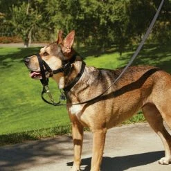 Petco No-Pull Dog Head Halter, Adjustable, Medium, Black -PETCO Discount Store petco head halter for dogs medium 02bb45cb 315b 42f0 a1a8 e130862bae3f