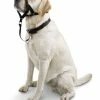 Petco No-Pull Dog Head Halter, Adjustable, Medium, Black -PETCO Discount Store petco head halter for dogs medium 85ef0d68 5eb2 46a4 86e1 f5238ea7f929