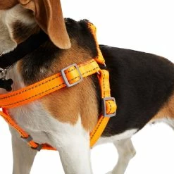 Petco Padded Step-in, Reflective Dog Harness Vest, Adjustable, Assorted Sizes, Orange 11 Petco Padded Step-in, Reflective Dog Harness Vest, Adjustable, Assorted Sizes, Orange -PETCO Discount Store petco padded reflective harness orange 3 4 x19 30 b42c0832 c388 4eb2 b4da f591ad500b04