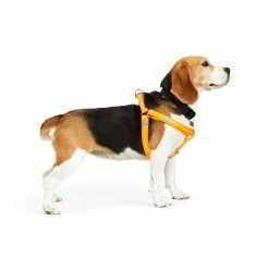 Petco Padded Step-in, Reflective Dog Harness Vest, Adjustable, Assorted Sizes, Orange 10 Petco Padded Step-in, Reflective Dog Harness Vest, Adjustable, Assorted Sizes, Orange -PETCO Discount Store petco padded reflective harness orange 3 4 x19 30 d9d907a2 7922 42b7 821b 3aca336a6793