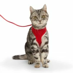 Petco Mesh Cat Harness And Leash Set, Adjustable For Cat Walking, 4-ft, Red 12 Petco Mesh Cat Harness And Leash Set, Adjustable For Cat Walking, 4-ft, Red -PETCO Discount Store petco red mesh cash harness lead set 8f8a14ec 38df 4c06 9204 89a4da01d7f9
