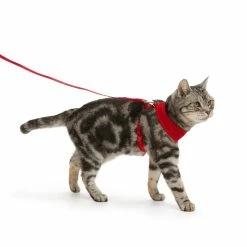 Petco Mesh Cat Harness And Leash Set, Adjustable For Cat Walking, 4-ft, Red 13 Petco Mesh Cat Harness And Leash Set, Adjustable For Cat Walking, 4-ft, Red -PETCO Discount Store petco red mesh cash harness lead set f319bfe3 8091 40eb b32a cca5fb91d868
