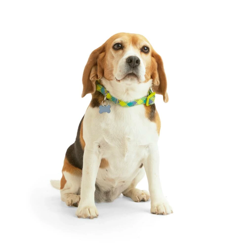 Petco Reflective Dog Collar, Yellow/Blue 4 Petco Reflective Dog Collar, Yellow/Blue - Image 2